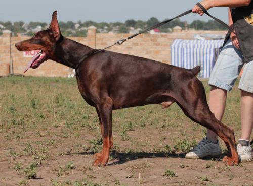 Zhanr iz Gratsiano | Brown Doberman Pinscher