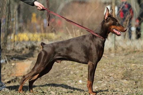 Zhar iz Gratsiano | Brown Doberman Pinscher