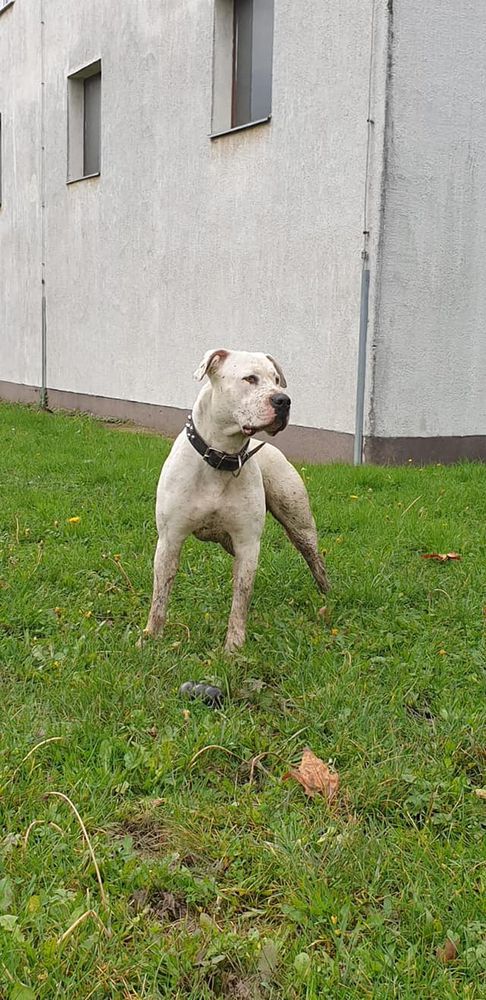 Iron regiment Azzuro of Butcher's dog | American Bulldog 