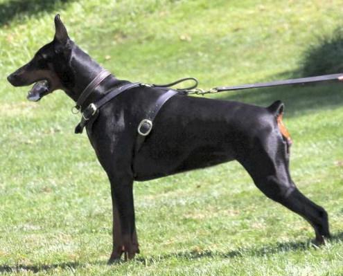 Zh-Journey iz Gratsiano | Black Doberman Pinscher