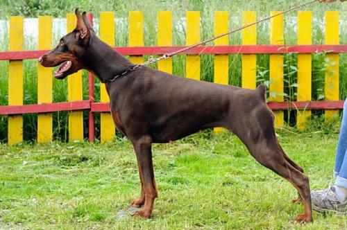 Zhar-Ptitsa iz Gratsiano | Brown Doberman Pinscher