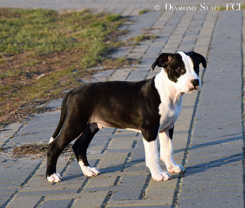 YANKEE Diamond Staff | American Staffordshire Terrier 
