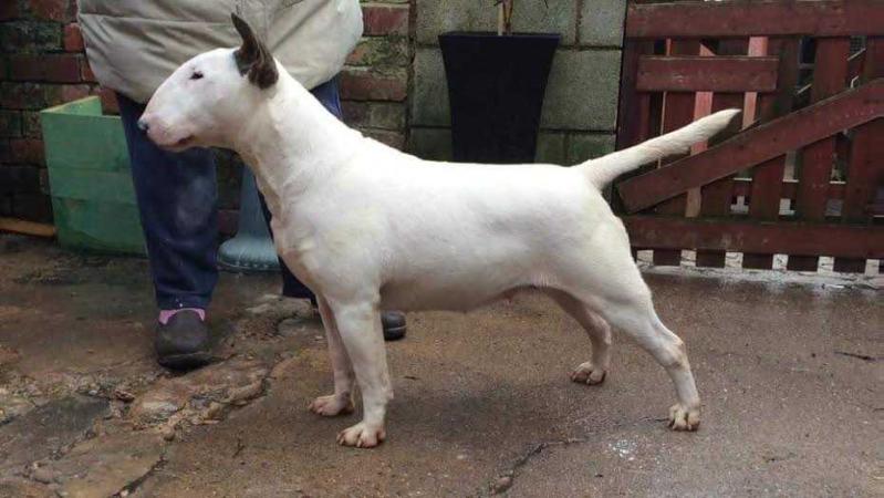 Napier Catching Dream's at Raiden (Imp UK) | Bull Terrier 