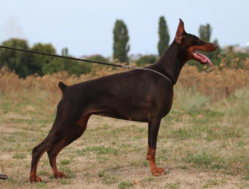 Zhara iz Gratsiano | Brown Doberman Pinscher