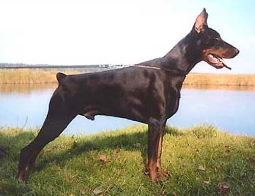 Archibald Alegro Drei Imidz | Black Doberman Pinscher