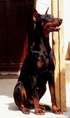 Eternal Beauty Angie | Black Doberman Pinscher