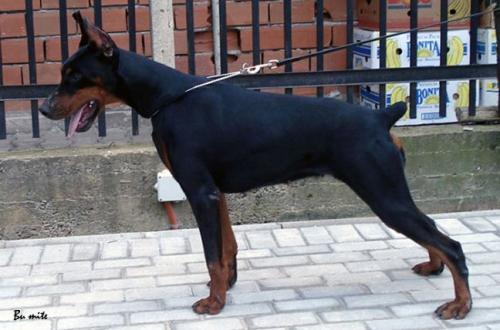 Godiva Casa Di Zorzzi | Black Doberman Pinscher