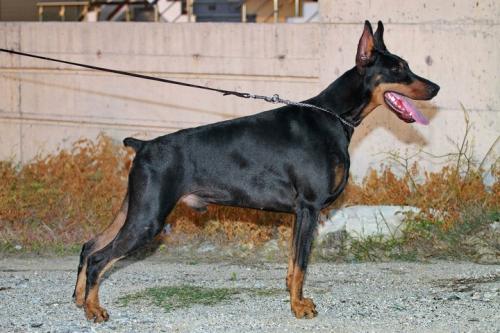Alfa by the Sea | Black Doberman Pinscher