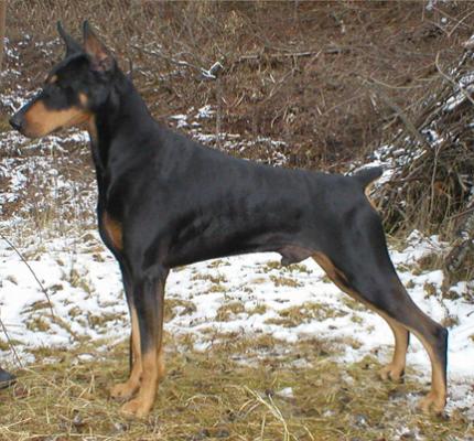 Marienburg's Born To Run | Black Doberman Pinscher