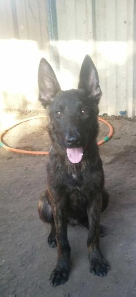 TIGER 2G | Dutch Shepherd 