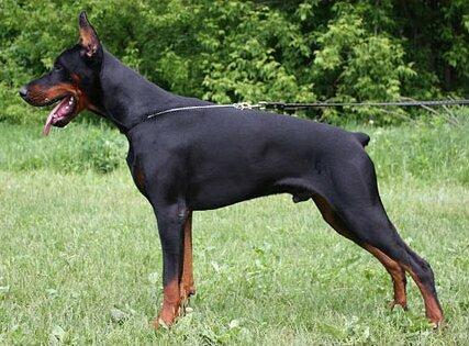 Smart Wood Hills Hilux | Black Doberman Pinscher