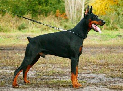 Smart Wood Hills Hrabroe Serdze | Black Doberman Pinscher