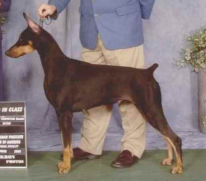 Kansa's Girls Juswana Havfun | Black Doberman Pinscher