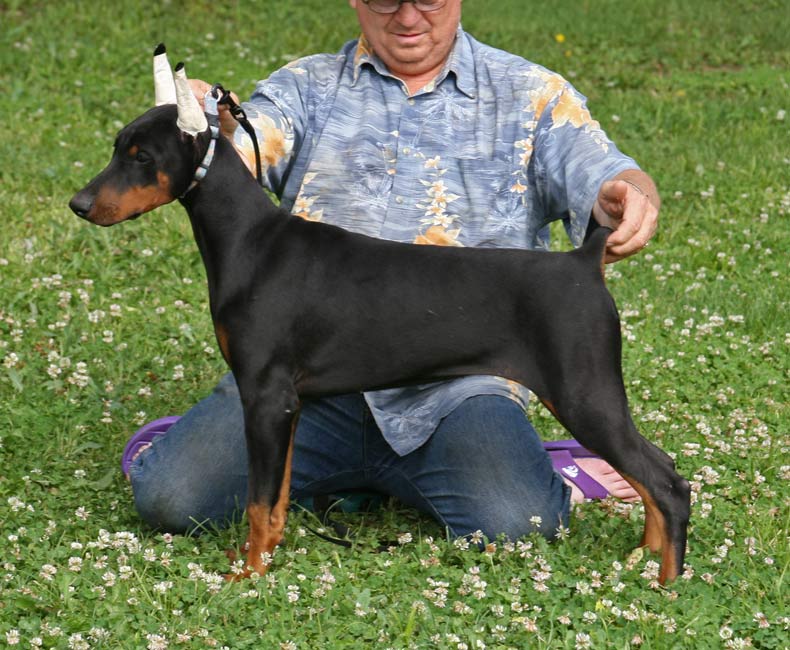 Kansa's Terrore Della Toscana | Black Doberman Pinscher