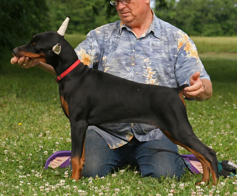 Kansa's Ursula Della Umbria | Black Doberman Pinscher