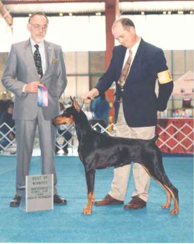 Kansa Dally's Dolly | Black Doberman Pinscher