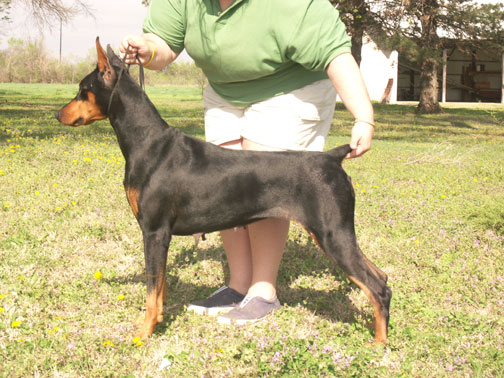 Kansa's A Touch Of Class | Black Doberman Pinscher
