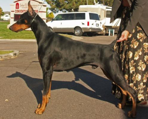 Kansa's Out All Nite v. Tristar | Black Doberman Pinscher