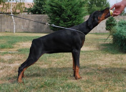 Excentric Empress Of Devil Inside | Black Doberman Pinscher