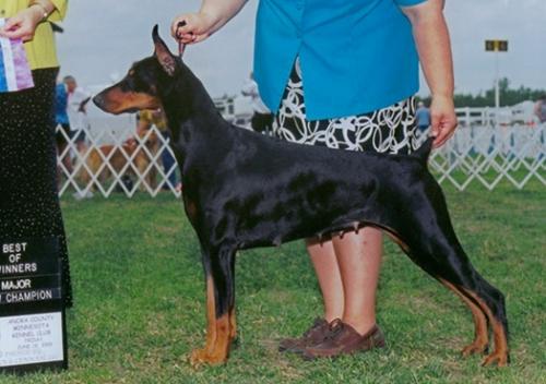 Kansa's Out Rageous Fortune | Black Doberman Pinscher