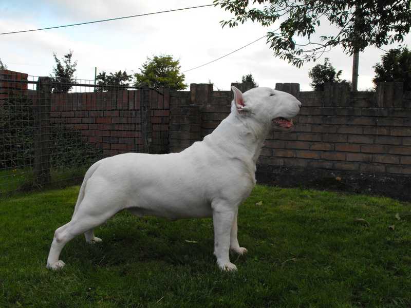 Kelibar Snow King | Bull Terrier 