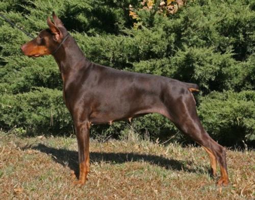 Kansa's Arrectis Auribus | Brown Doberman Pinscher