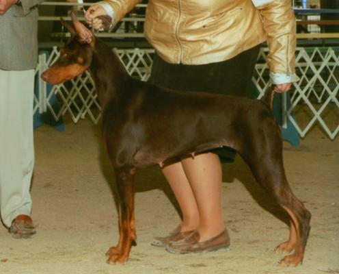 Kansa's Kia Manuia | Brown Doberman Pinscher