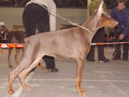 Modus Ost Severnaja Stolitsa | Brown Doberman Pinscher