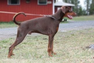 Walldobes Pegas Paragon | Brown Doberman Pinscher