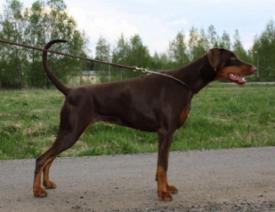 Walldobes Priva Phantasy | Brown Doberman Pinscher