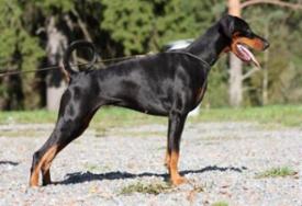 Walldobes Priya Paghera | Black Doberman Pinscher