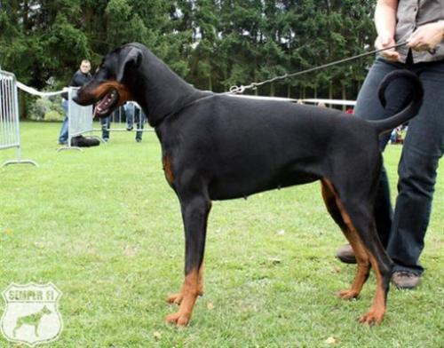 Hella v.d. Donauhoeve | Black Doberman Pinscher