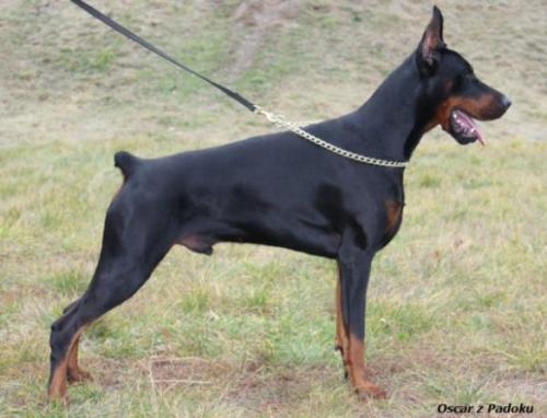 Oscar z Padoku | Black Doberman Pinscher