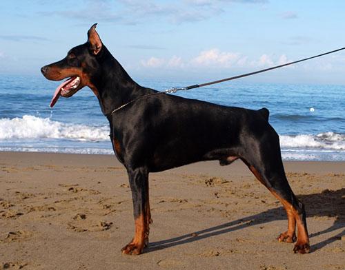 Enrico di Perlanera | Black Doberman Pinscher