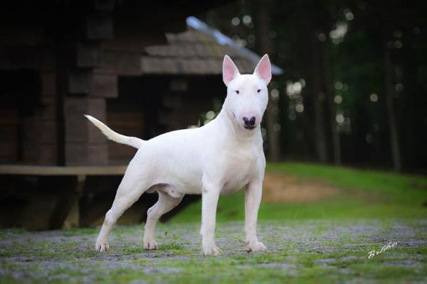 Bullema Jasper | Bull Terrier 