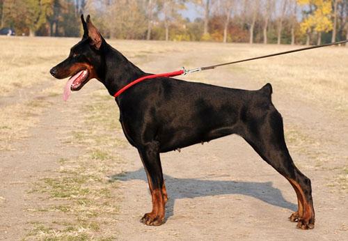 Electra Erna di Perlanera | Black Doberman Pinscher