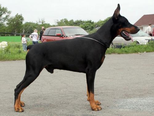 Grand Mollis Vincent | Black Doberman Pinscher