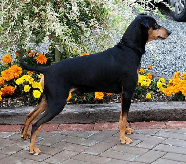 Xitamiz BENZ | German Pinscher 