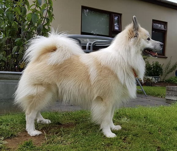 Mývatns Askur | Icelandic Sheepdog 