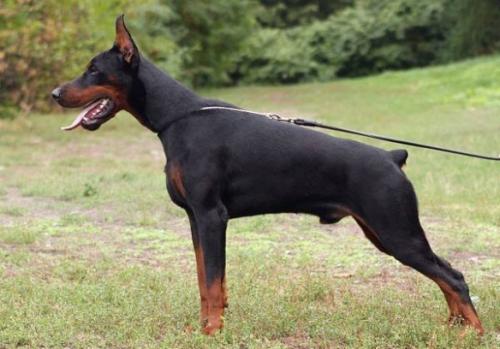 Elegant Line Nil | Black Doberman Pinscher