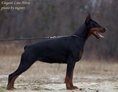 Elegant Line Nitra | Black Doberman Pinscher