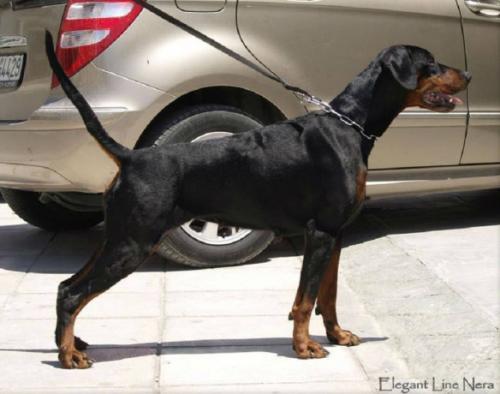 Elegant Line Nera | Black Doberman Pinscher