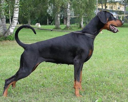 Yacheero's Tiara Tiandra | Black Doberman Pinscher