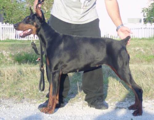 Get Ready For Alfa | Black Doberman Pinscher