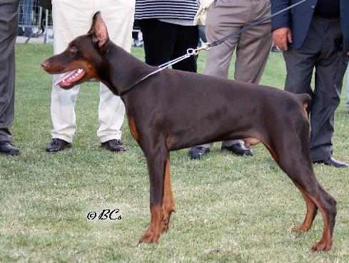 Azir di Prisconte | Brown Doberman Pinscher