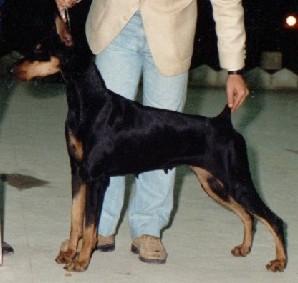 Savana v. Weissensee | Black Doberman Pinscher