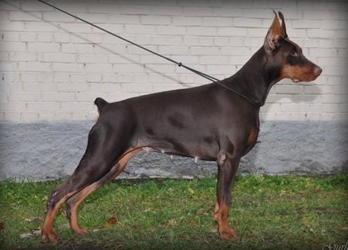 Subaru v. Haus Erfullungen Vunschen | Brown Doberman Pinscher