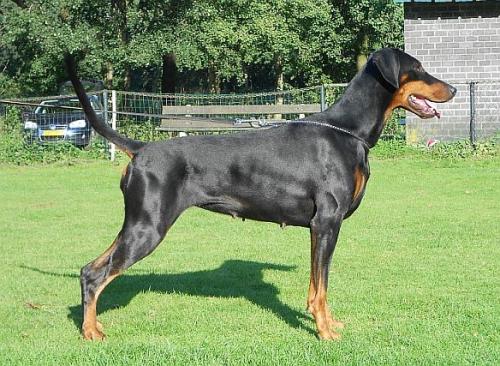 Twister v. Assindia | Black Doberman Pinscher