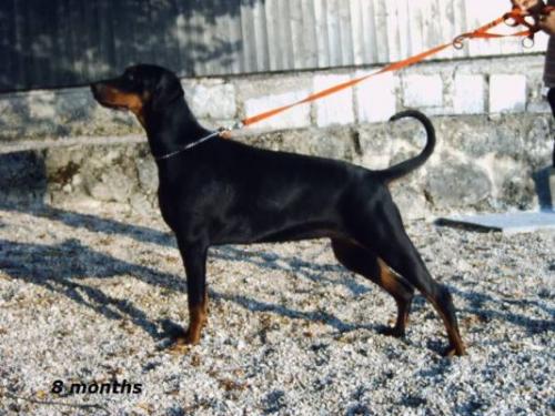 Koni Les Deux Peupliers | Black Doberman Pinscher