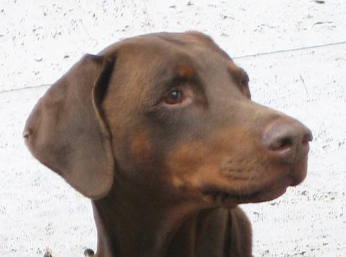 Owen Vito v. h. Oostdorp | Brown Doberman Pinscher